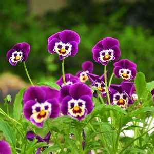 Meet your Posher, Ana